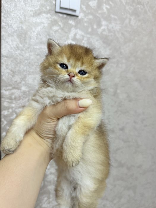 Британские золотые шиншилы