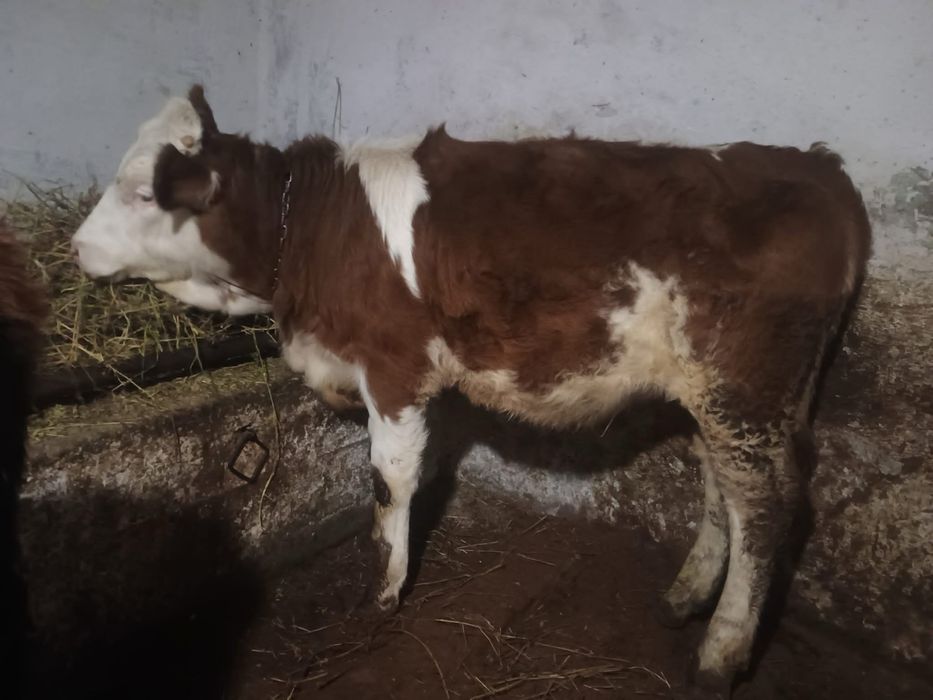 Vând vițea Bălțată romaneasca