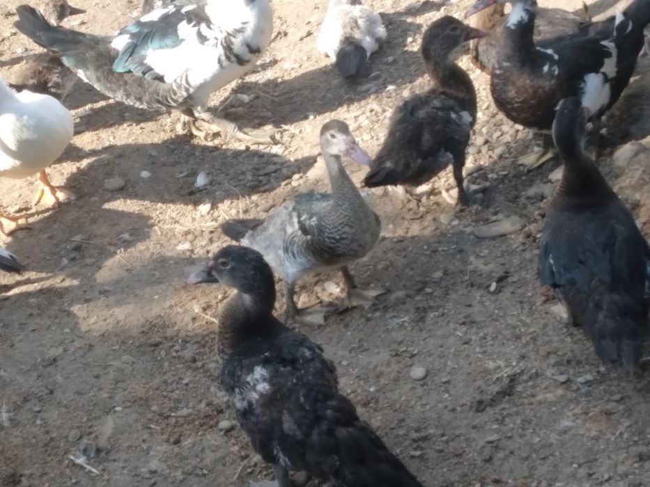 Vând rațe leșești