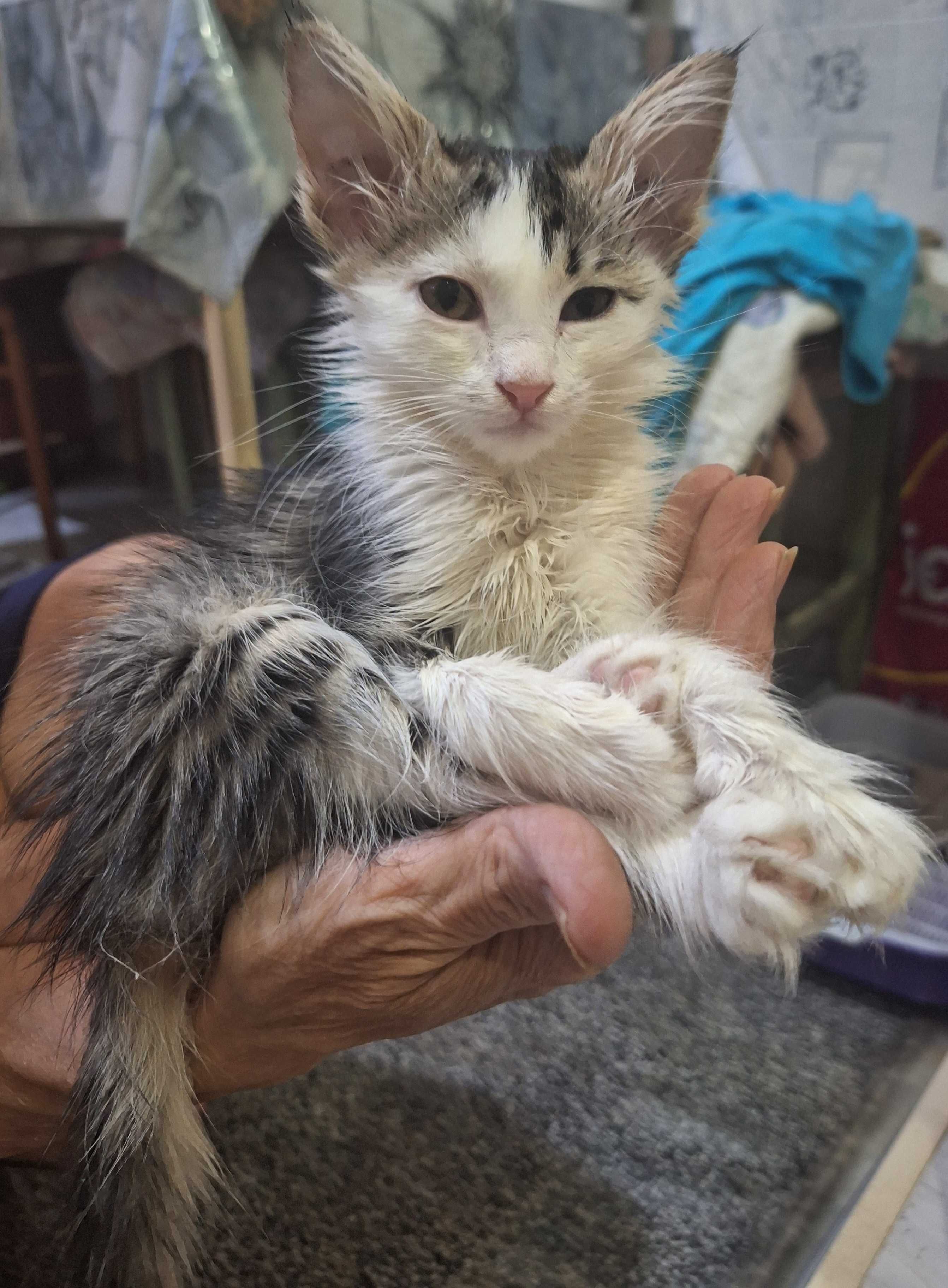 Породистые котята