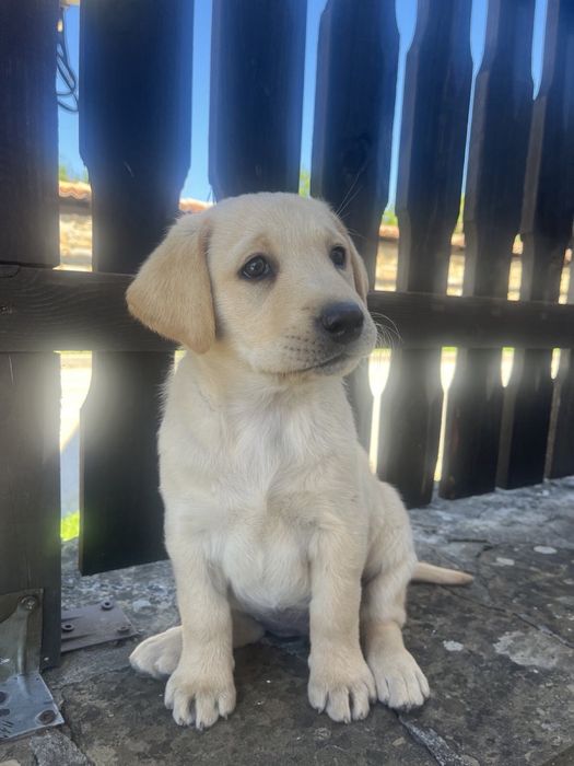 Чистокръвни лабрадор ретривър