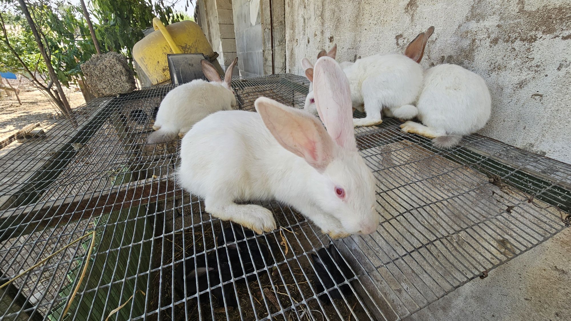 Ок кора куён боллари 8та