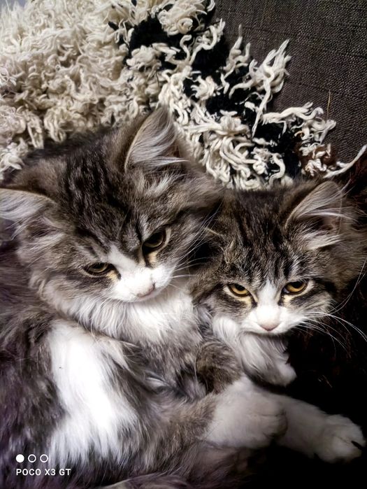 Котята ищут дом.