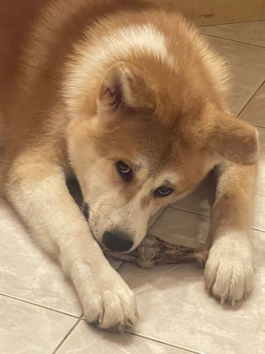 Pui de Akita inu