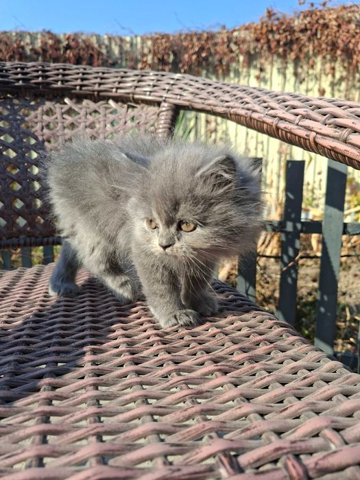 Котята есть мальчики и девочки