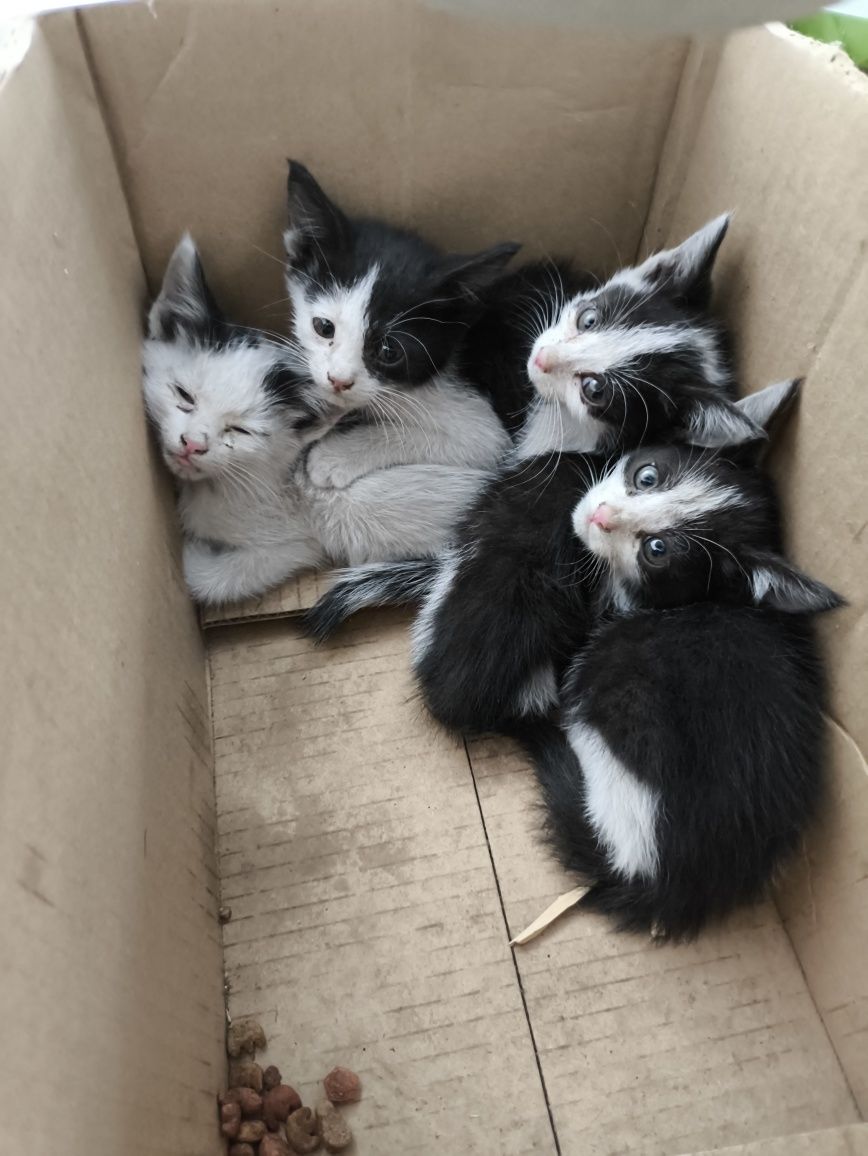 Отдам котят в добрые руки