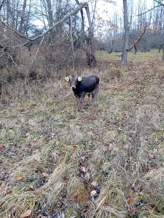 Vând jurinci una  2ani și una 10 luni ,tauras de 10 luni