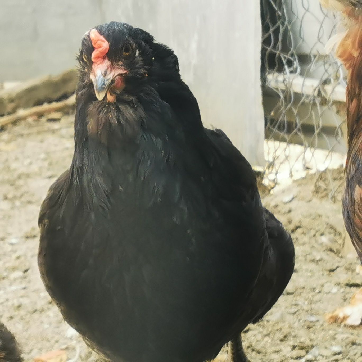 vand ouă araucana