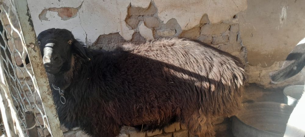 Кучкор сотилади галишамиз