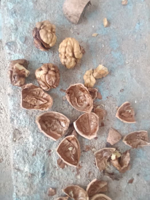 Yongʻoq sotiladi 20000 kilosi