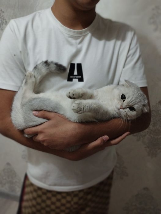 Shinshila Fold 2Ta Mushuk Sotiladi Kelishamz