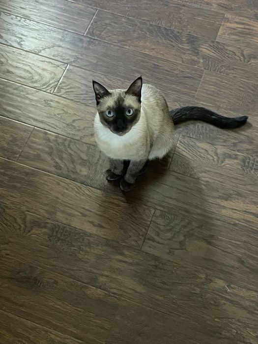 Сильно Породистый Сиамский Кот Сэм , продаем в связи с переездом