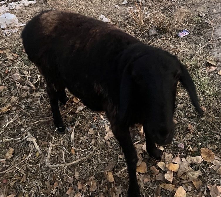 Qoy (Куй) сотилади