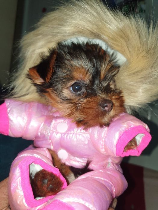 Femela yorkshire terrier 2 luni
