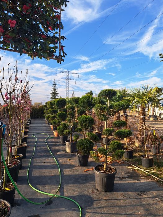 Tuia Leylandy Magnoli Platan Mesteacan etc