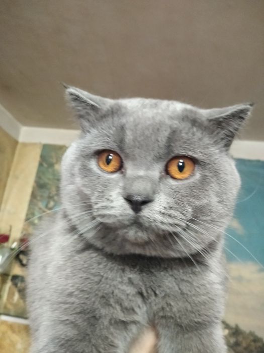 Британский кот .для вязки .возраст два года. Фергана район киргили