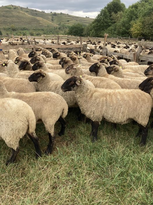 Vînd mioare rasă de carne