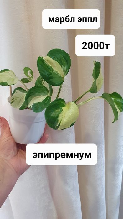 Комнатные растения