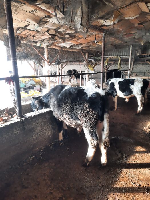 Buqala sotiladi sfatli