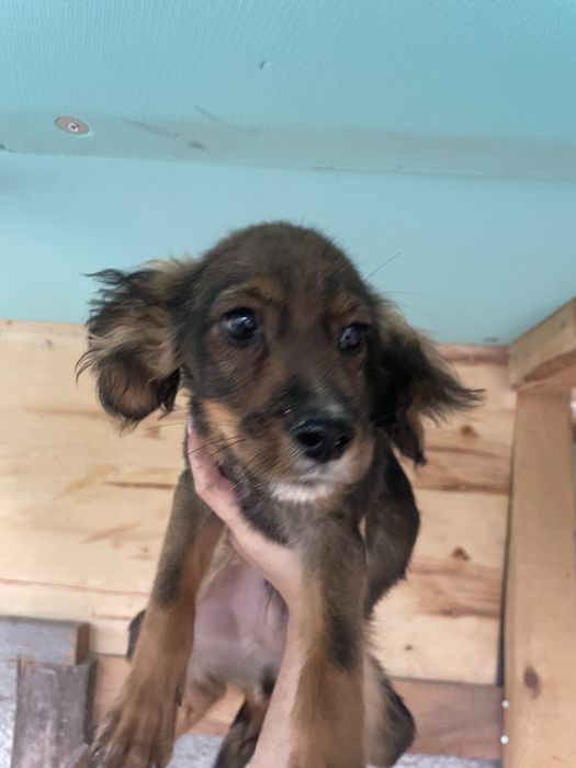 Подарявам 3 малки кученца