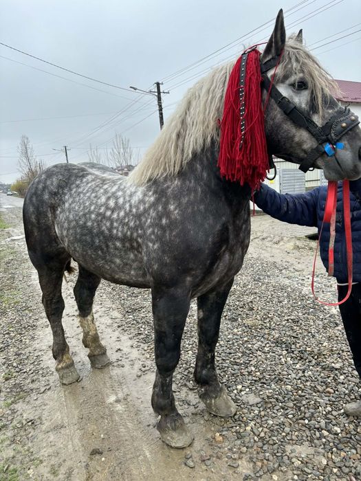 De vânzare armăsar,