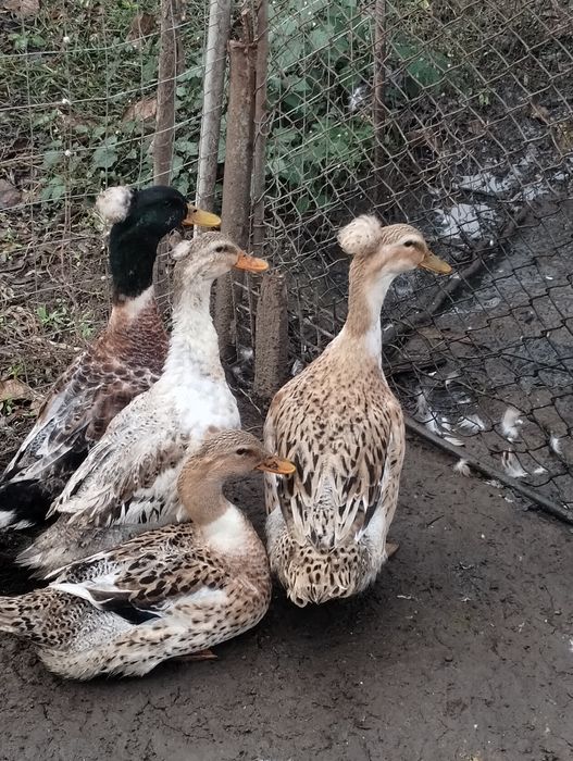 Păsări de vânzare- rațe românești cu moț