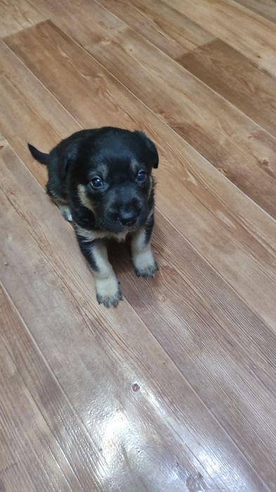 Отдам в хорошие руки