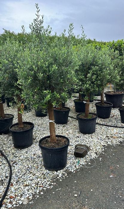 Plante ornamentale diferite specii si dimensiuni