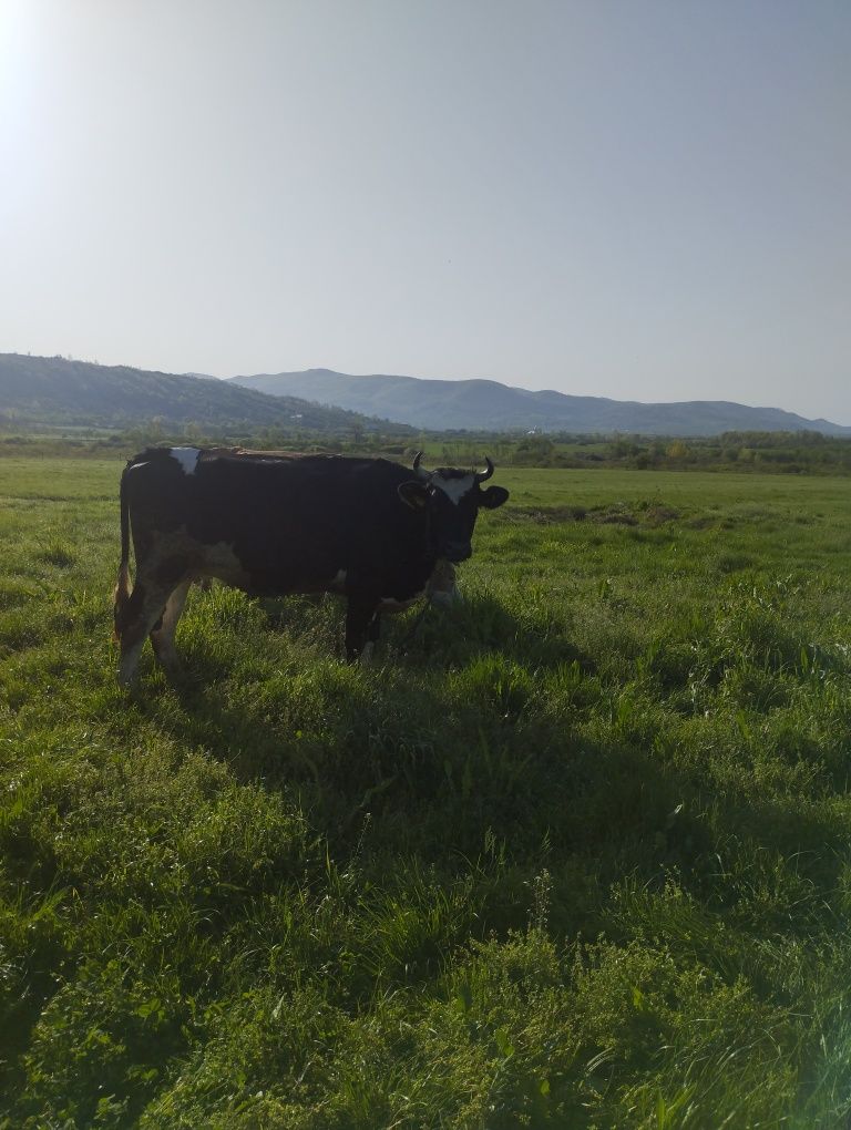 Vând jurinci la prima fătare