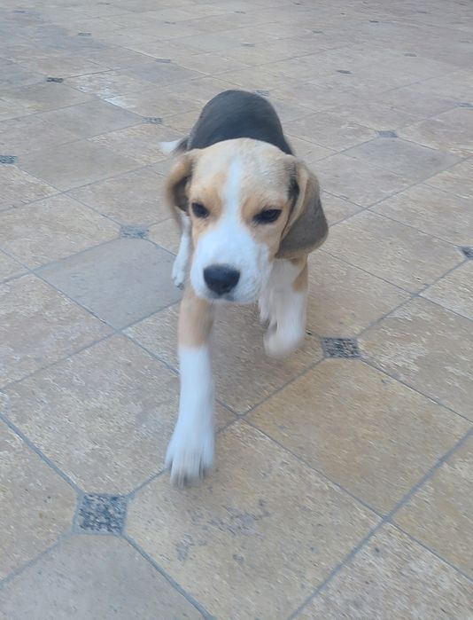 Щенок породы бигль, девочка