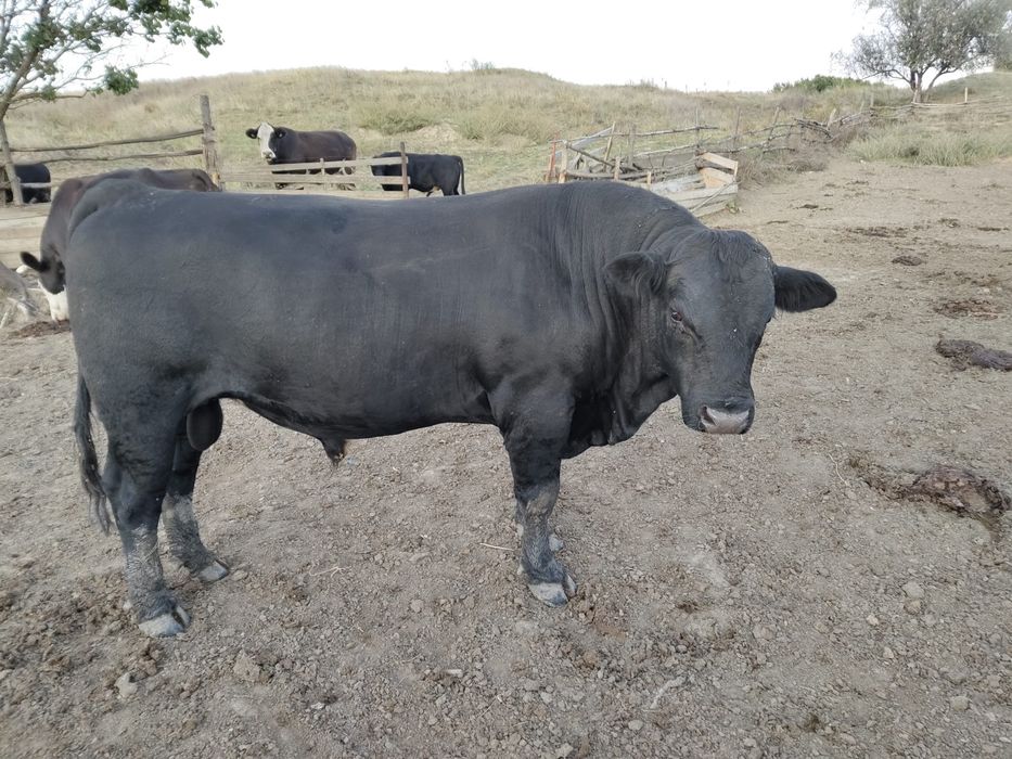 Vand taur rasa de carne