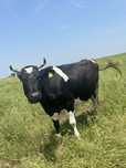 Vaci de vanzare Balțată Românească si Holstein