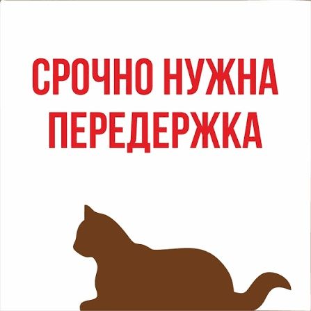 Передержка котов 1 500 тг/сутки