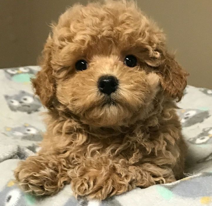 Băiețel pudel toy