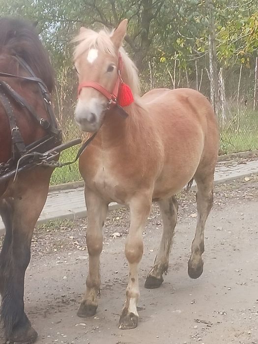 Manza de 6 luni de vânzare