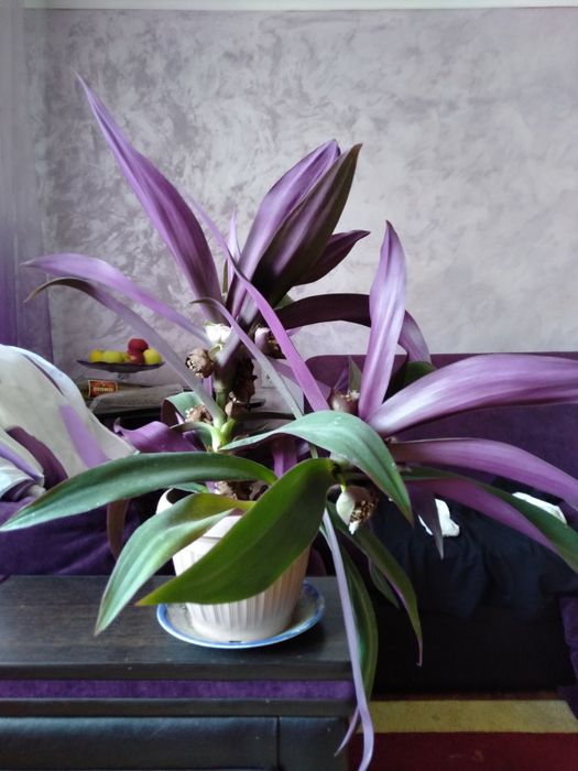 Традесканция сеткреазия