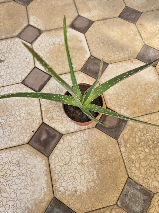 Алоэ вместе с горшком