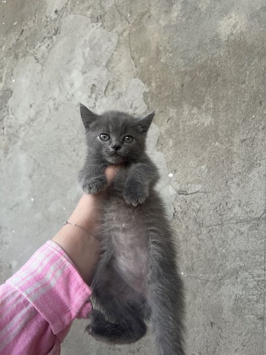 Срочно британский скоттиш страйт мальчик