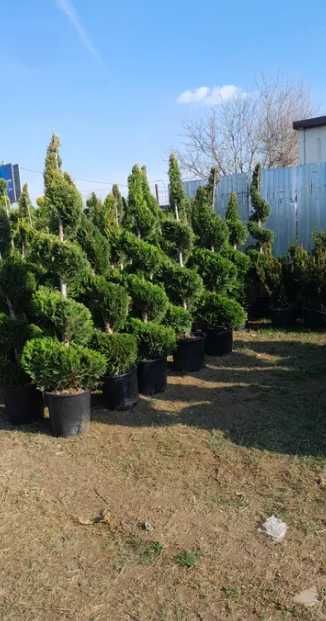 Tuia, leylandii, mesteceni, platani și multe altele – Disponibile acum