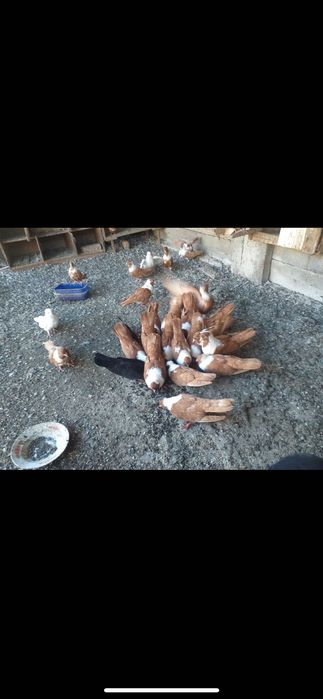 Продавам жълти чирпански и паламарски гълъби.