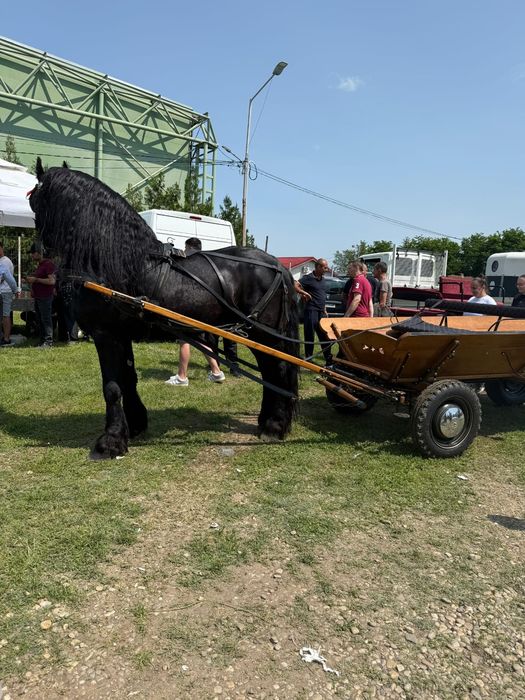 Vând armăsar frizian sau schimb cu iapă frizian