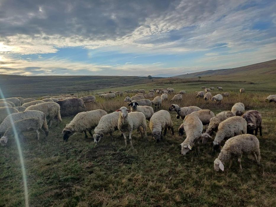 Vând oi metis lacun cu carabaș