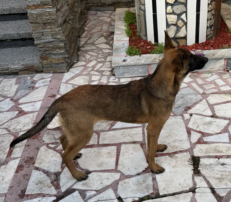 Кученца Белгийски овчарки