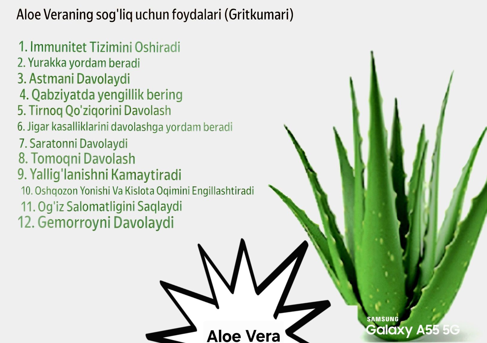 Aloe Vera guli va barglari sotiladi. Narxi 10.000 dan boshlanadi.