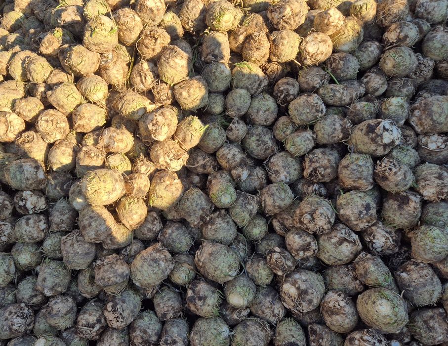 Vand telina radacina