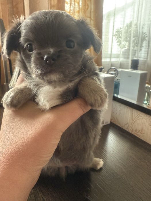 Чихуахуа, мольчики