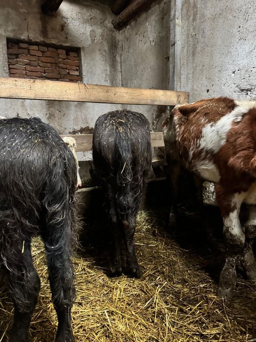 Vând 2 pui de bivoliță!