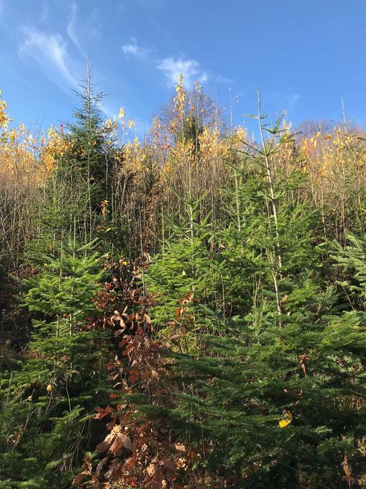 Brad/brazi/pom/pomi de Crăciun en-gros