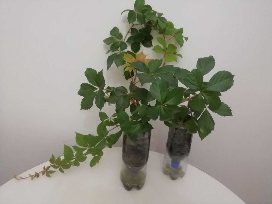 Хлорофитум, каланхое , эурфорбия и др растения для дома и сада