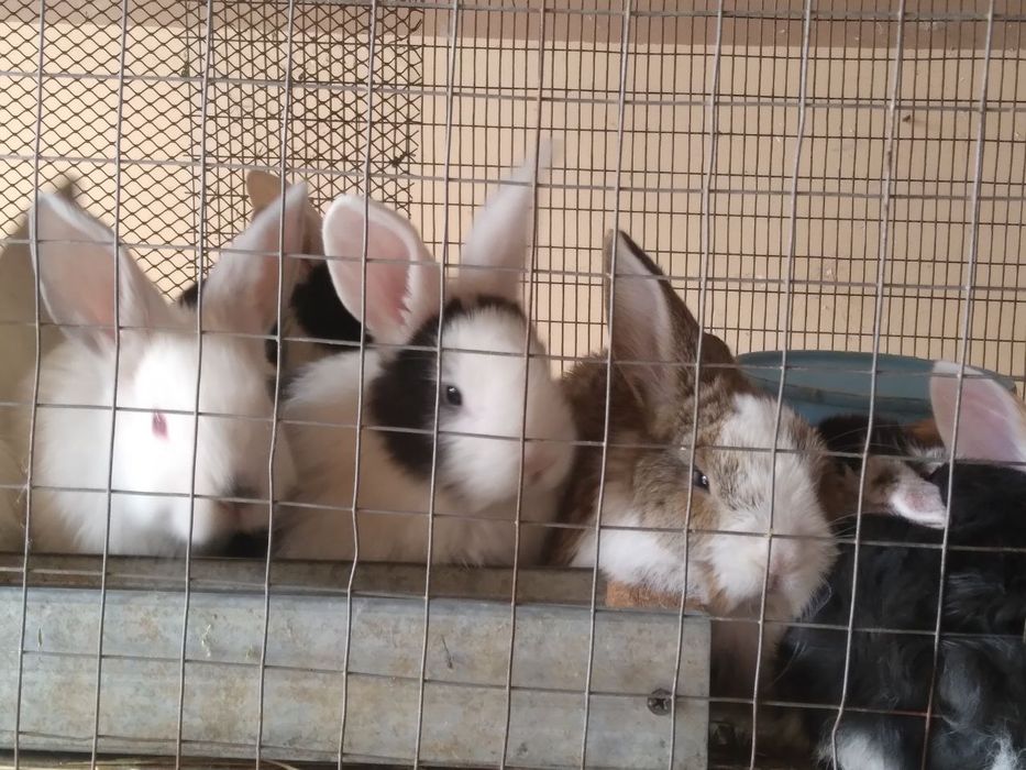 Куёнчалар тезда сотилади